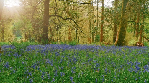 Bluebells under the trees , Colby Woodland Garden, Pembrokeshire